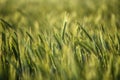 Fields of grain in the summer.Fields of grain in the summer.