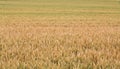 Fields and grain from which bread is made to eat. Royalty Free Stock Photo