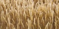 Fields and grain from which bread is made to eat. Royalty Free Stock Photo