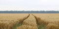 Fields and grain from which bread is made to eat. Royalty Free Stock Photo