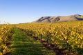 Fields of Grape Vines