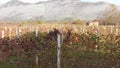 Fields of grapes at foot of mountain, even rows of vines, winery, gastrotourism