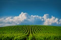 Fields of grapes in the summer