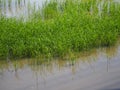 Nature rice tree grassy lush verdancy verdant verdantly verdure verdurous verdurousness greenery greenish viridity Green fields gr Royalty Free Stock Photo