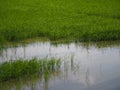 Nature rice tree grassy lush verdancy verdant verdantly verdure verdurous verdurousness greenery greenish viridity Green fields gr Royalty Free Stock Photo