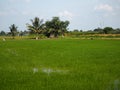 Nature rice tree grassy lush verdancy verdant verdantly verdure verdurous verdurousness greenery greenish viridity Green fields gr Royalty Free Stock Photo