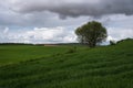 Fields of grass and a solitary tree in a green field under a stormy sky Royalty Free Stock Photo