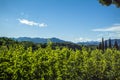 Fields of grass and trees, with mountains