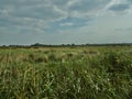 Fields of grasslands in the Norfolk countryside