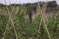 Fields of green beans Royalty Free Stock Photo