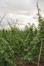 Fields of green beans Royalty Free Stock Photo