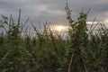 Fields of green beans Royalty Free Stock Photo