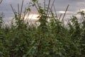 Fields of green beans Royalty Free Stock Photo