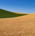 Fields of Green and Gold Royalty Free Stock Photo