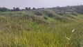 Fields of green hills in nature in southwest Israel Royalty Free Stock Photo