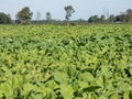 Fields of green Rapeseed (Brassica napus) grown for the production of animal feed, edible vegetable oils Royalty Free Stock Photo