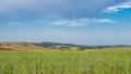 Fields of green wheat against the background of mountains and blue sky Royalty Free Stock Photo