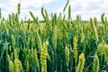 Fields with green wheat, wheat crop forecasts