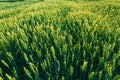 Fields with green wheat, wheat crop forecasts