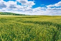 Fields with green wheat, wheat crop forecasts