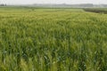 Fields in Hanadiv valley, Israel Royalty Free Stock Photo