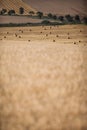 Fields after and during harvest lit Royalty Free Stock Photo