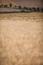 Fields after and during harvest Royalty Free Stock Photo