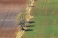 Fields and a headland with trees in springtime