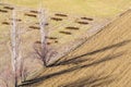 Fields, heaped manure and trees. View from above