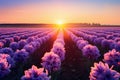 Fields of hyacinths in full bloom, set against a fantastic sunset