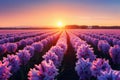 Fields of hyacinths in full bloom, set against a fantastic sunset
