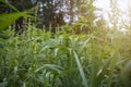 fields of industrial hemp in Estonia