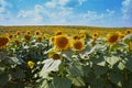 Fields with an infinite sunflower. Agricultural field. Royalty Free Stock Photo