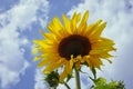 Fields with an infinite sunflower. Agricultural field. Royalty Free Stock Photo