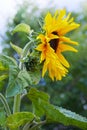 Fields with an infinite sunflower. Agricultural field.