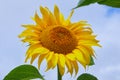 Fields with an infinite sunflower. Agricultural field.