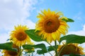 Fields with an infinite sunflower. Agricultural field. Royalty Free Stock Photo