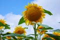 Fields with an infinite sunflower. Agricultural field.