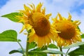 Fields with an infinite sunflower. Agricultural field.