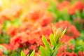 Fields of Ixora Chinensis with warm light