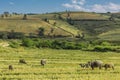 Fields landscaped Shan state Myanmar Royalty Free Stock Photo