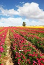 The fields of large peony garden ranunculus Royalty Free Stock Photo