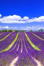 Fields of lavander in Provance, France Royalty Free Stock Photo