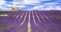 Fields of lavander in Provance, France