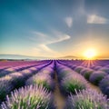 Fields of lavender dreams .A serene landscape immersed in the fragrant beauty of blooming lavender.AI generated