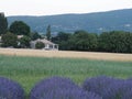 Fields of lavender, grass and wheat Royalty Free Stock Photo