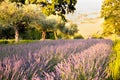 Lavender Farm in Marche Region for Essential Oils