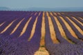 Lavender and lavandin fields in Provance Royalty Free Stock Photo