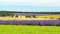 Fields of Lavender, Worcestershire, England. Royalty Free Stock Photo