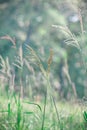 Golden Intertwined Leptochloa Grass